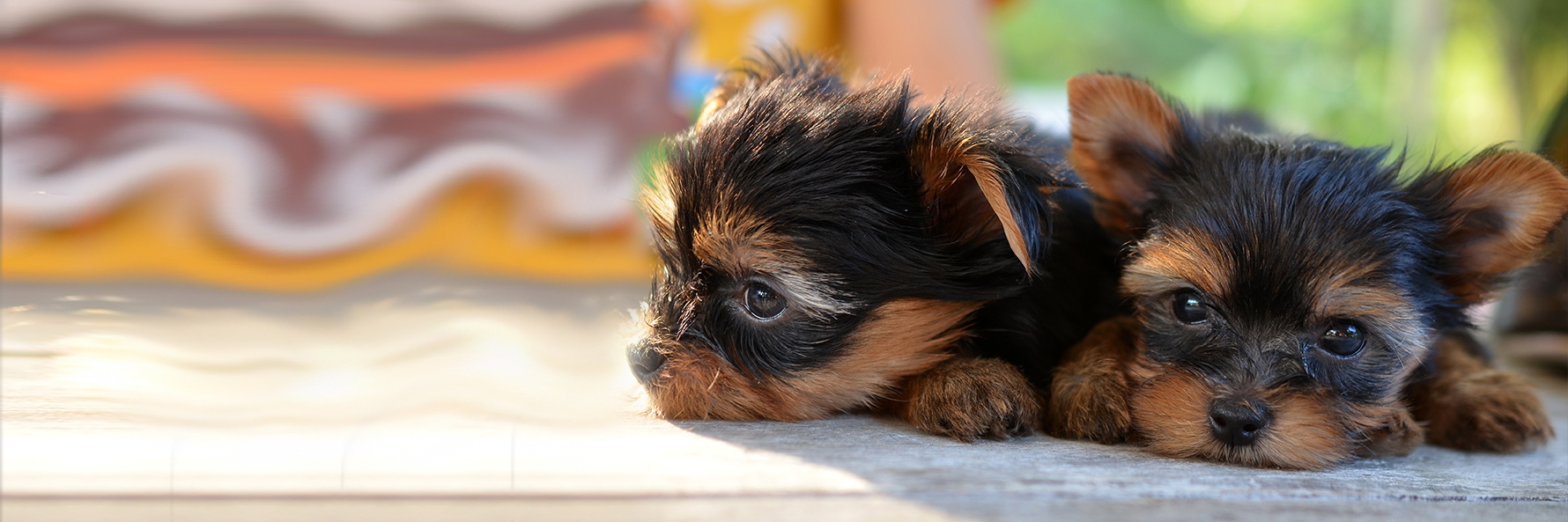 Lucille, Weaver, dog, breeder, for, sale, pictures, South Haven, MN, Minnesota, dog-breeder, puppies, for, sale, kennel, kennels,  Golden Retriever, puppy, mill, puppymill, show, handler, aca, ica, none